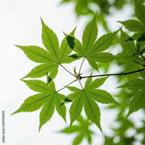 Luminous green maple leaves against a bright sky