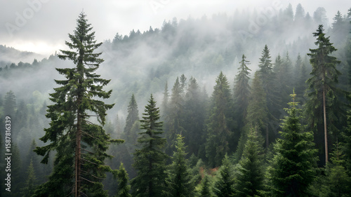 A tranquil forest scene featuring numerous trees enveloped in soft, swirling fog