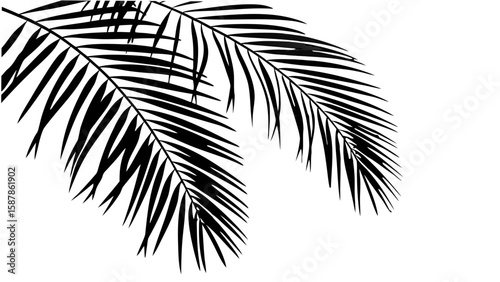 Shadow overlay from a palm tree branch isolated on a transparent background. Realistic shade from a tropical plant Ai Generate vector 