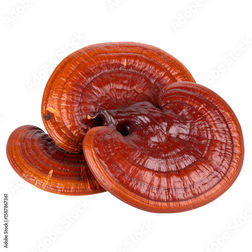  Reishi mushroom isolated on white or transparent PNG By David Kreuzberg