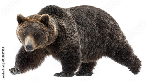 Wallpaper Mural Bear mid-step walking toward the camera background isolated on a Transparent background, PNG file. Torontodigital.ca