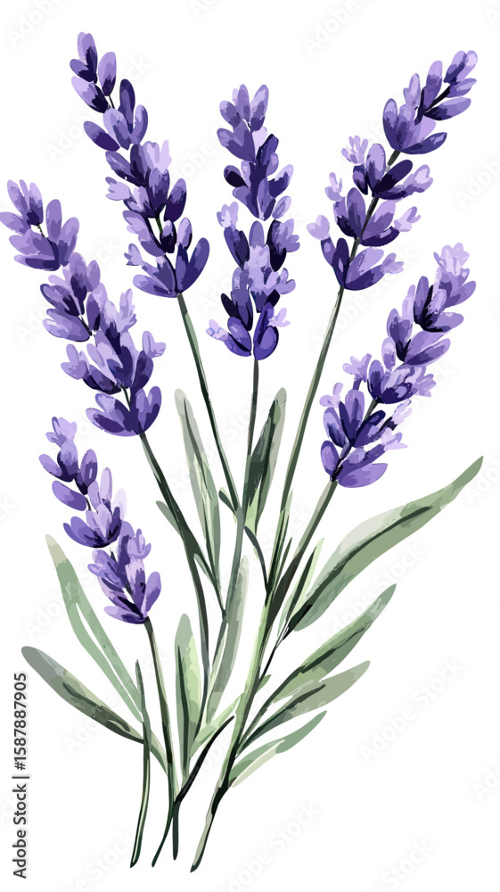 Obraz premium Watercolor style vector illustration of lavender flower bunch with green stems and purple petals minimalist botanical design