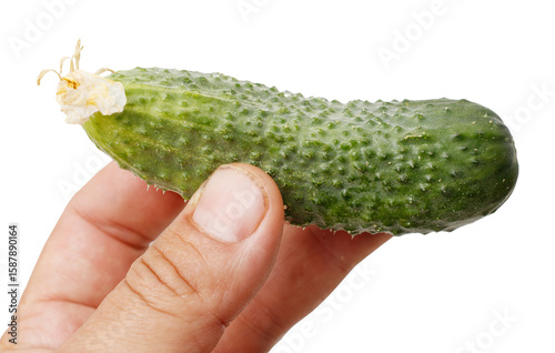 A hand holding a cucumber