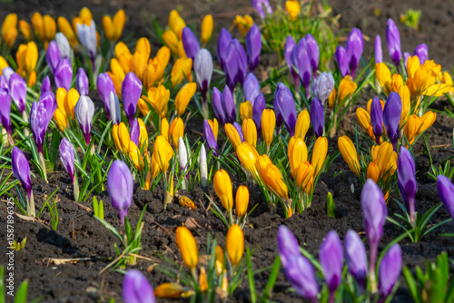 Blooming Yellow and Purple Crocuses in Spring Garden Soil. First Signs of Spring Colorful Crocuses Blossoming