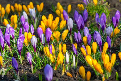 Blooming Yellow and Purple Crocuses in Spring Garden Soil. First Signs of Spring Colorful Crocuses Blossoming