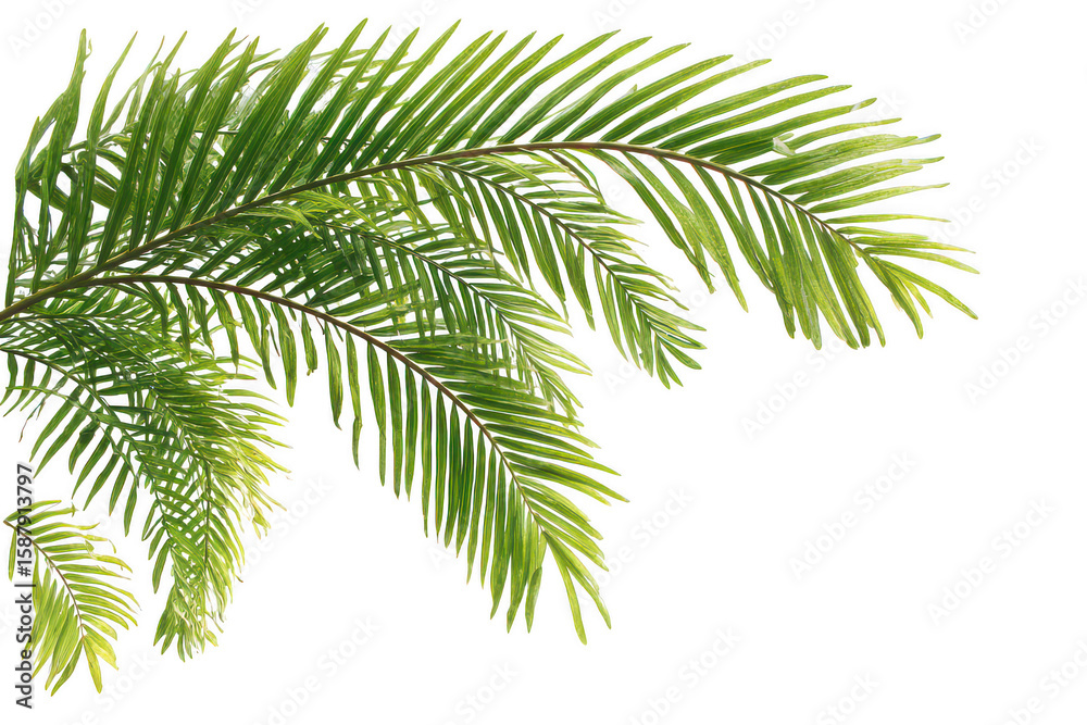Naklejka premium Green palm fronds isolated on transparent background