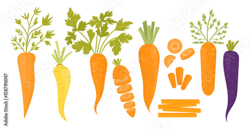Colorful set of carrots with whole, sliced, and cut pieces. Includes orange, yellow, and purple carrots. Vector illustration of fresh vegetables. Great for healthy food, recipes, and farm designs.