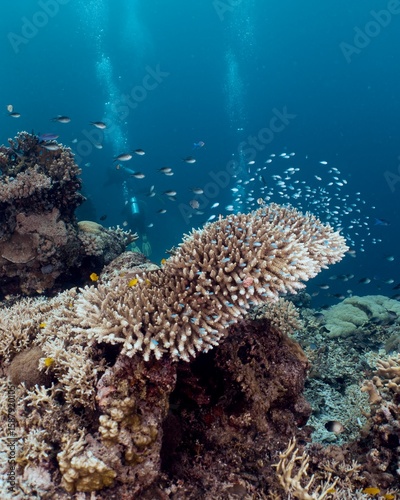 Fototapeta Naklejka Na Ścianę i Meble -  Divers explore a vibrant coral reef teeming with marine life in crystal-clear turquoise waters.