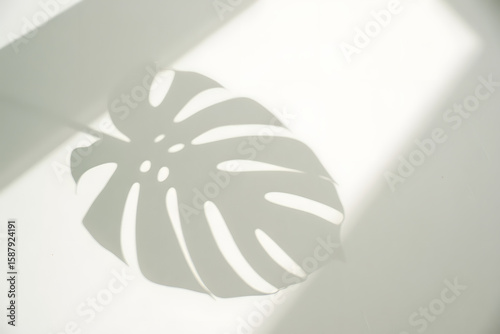 White flower illustration on black with a spring floral design pattern