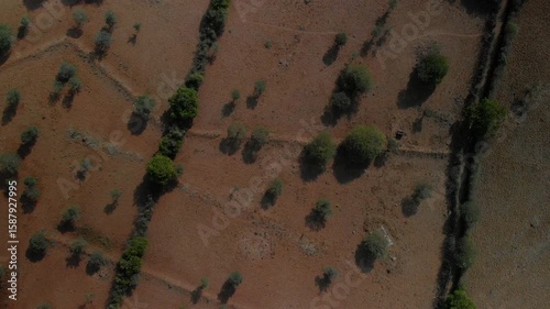 Midday aerial of dry landscape with scattered trees
