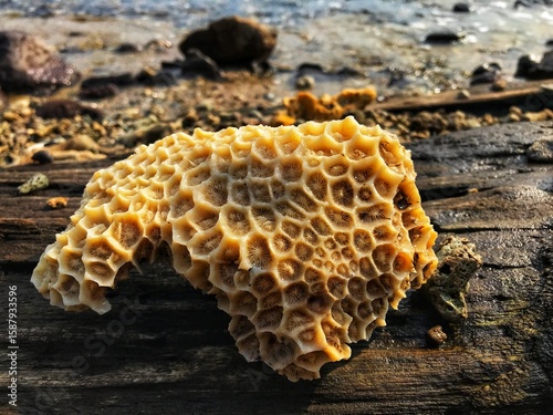 The beauty that is hidden between weathered wood. This coral reminds us how important it is to protect our sea.
