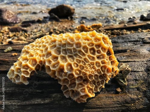 Corals lying on wood, such as beautiful natural paintings. Keep deep sea secrets.
