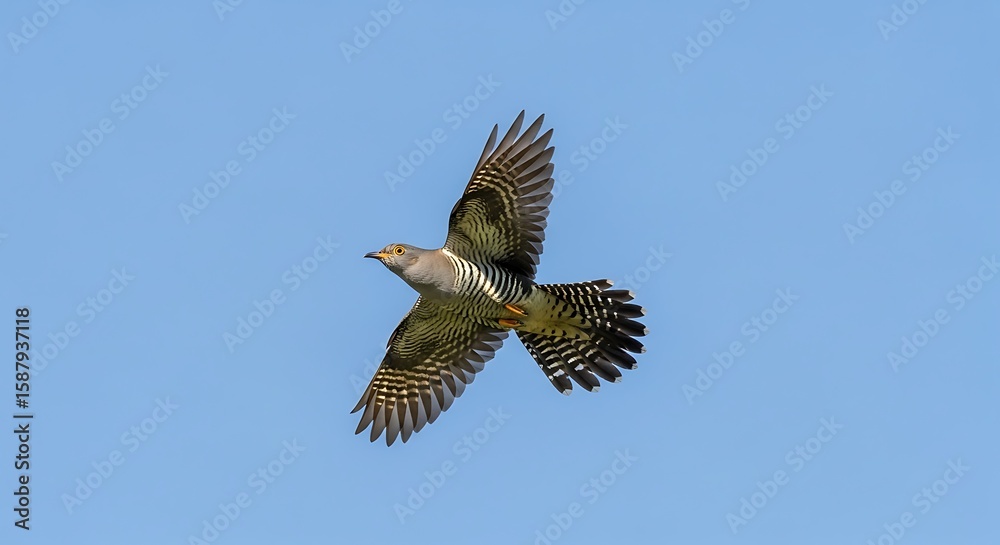 Obraz premium Elegant cuckoo soars gracefully across the clear azure sky, a breathtaking display of avian freedom