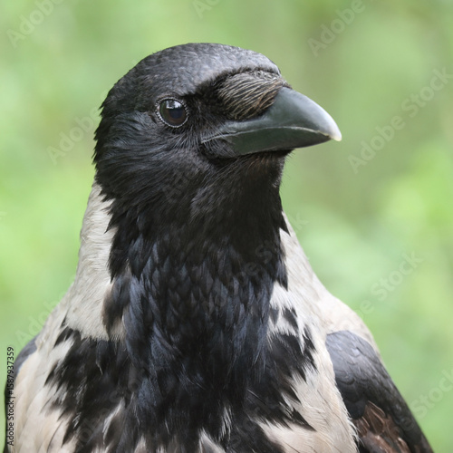 Close-up of a young grey hooded crow against a blurred green background.
