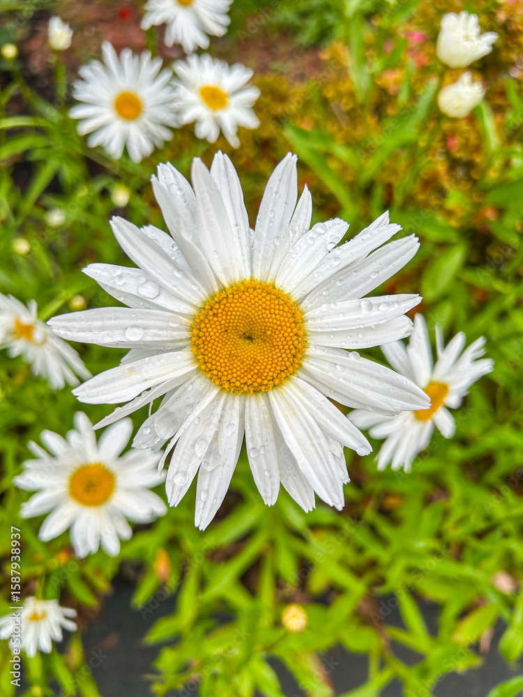 Fototapeta premium Rainy Day Daisy