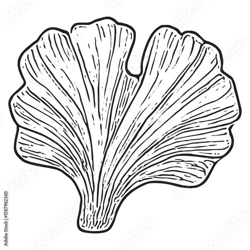 Elegant Hand-Drawn Fan-Shaped Coral Illustration for Marine Art Projects