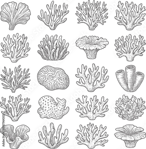 Stunning Hand-Drawn Coral Reef Illustrations for Design and Nature Art Projects