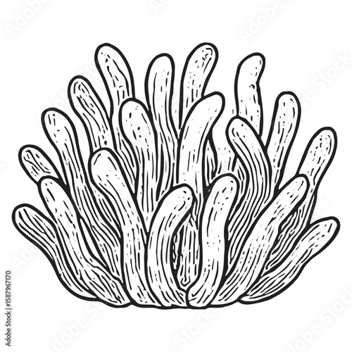Detailed Hand-Drawn Branching Coral Illustration for Underwater Art Projects