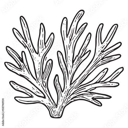 Intricate Hand-Drawn Branching Coral Art for Underwater Design Projects