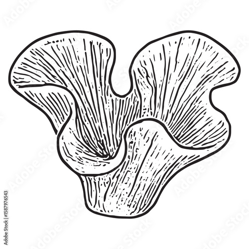 Graceful Hand-Drawn Leafy Coral Illustration for Marine Decor