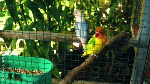 Two colorful lovebirds perched together on a wooden branch inside a cage, featuring bright green, yellow, and blue feathers under soft light.

