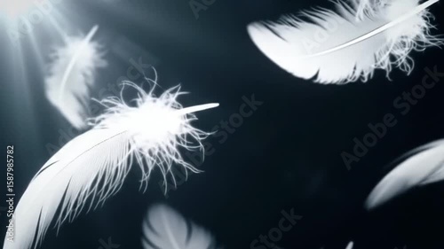 Soft white feathers float gently through a dark, airy background in an endless loop. Peaceful and poetic atmosphere, perfect for elegance, dreams, and beauty.