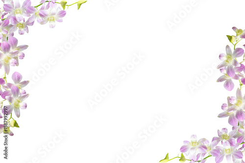 Purple orchid frame isolated