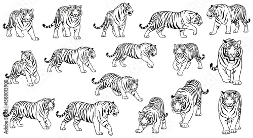 Various tiger illustrations in different poses and angles  