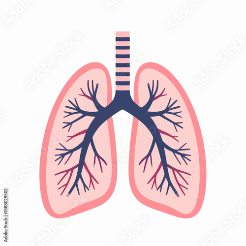 Illustration of human lungs with trachea and bronchi, showing the respiratory system anatomy.