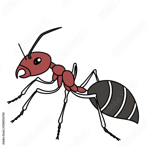 Black ant close up isolated on white background