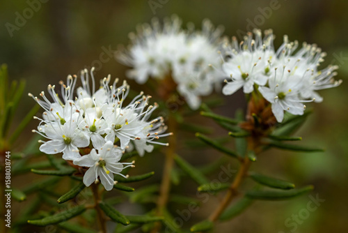 Rhododendron tomentosum (Marsh Labrador Tea) blooming in spring Swedish forest. White, clustered flowers, common in scandinavian wetlands. Soft bokeh daylight.