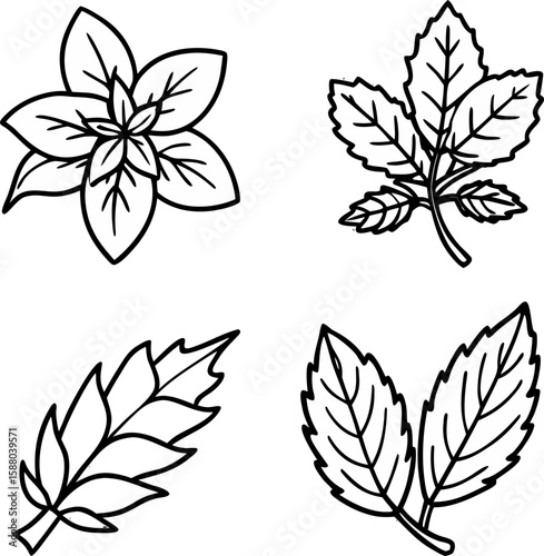  Herbal Tea Leaves Line Art vector  Set