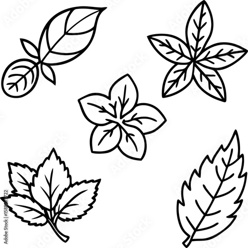  Herbal Tea Leaves Line Art vector  Set