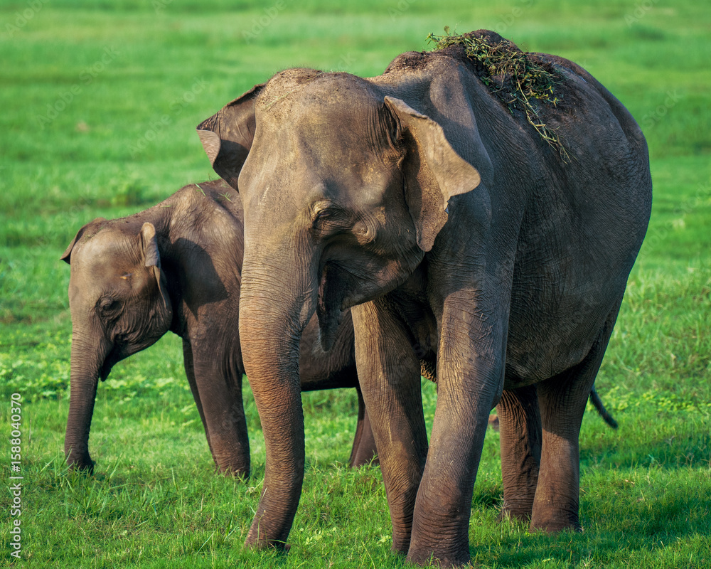 Fototapeta premium Mother and baby elephant