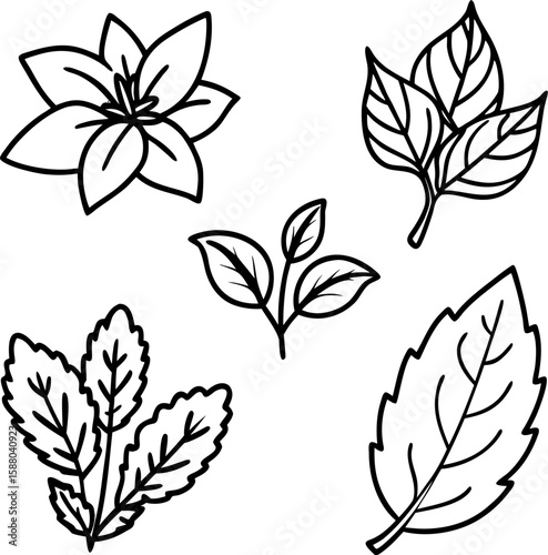  Herbal Tea Leaves Line Art vector  Set