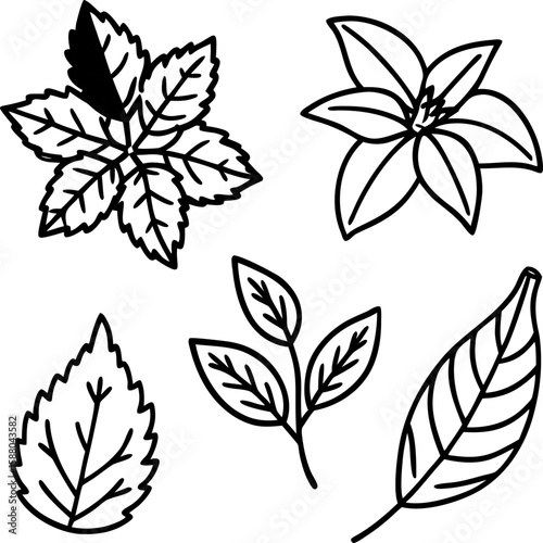  Herbal Tea Leaves Line Art vector  Set