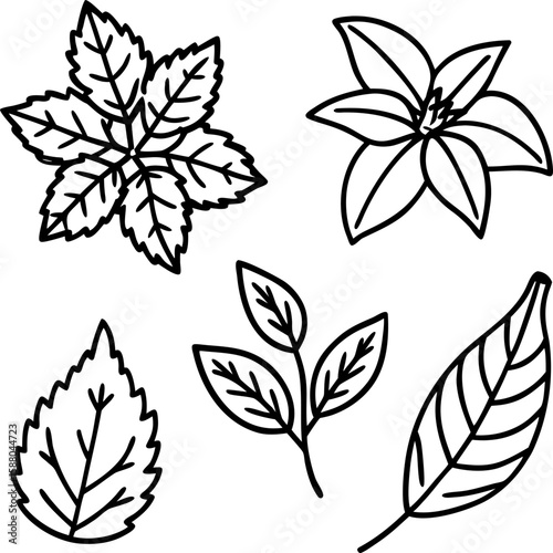  Herbal Tea Leaves Line Art vector  Set