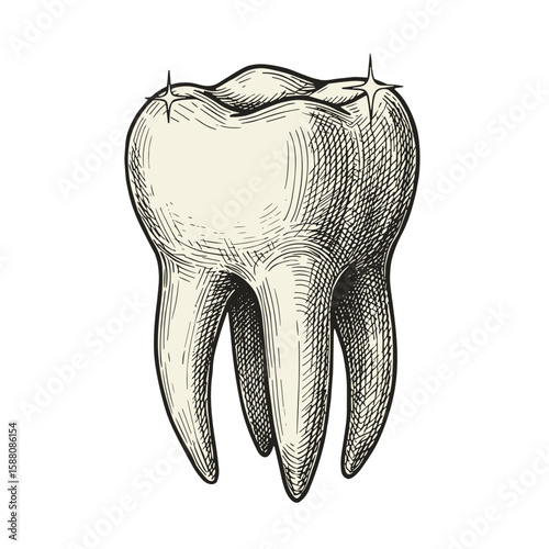 Tooth with sparkle in vintage illustration style on white background  