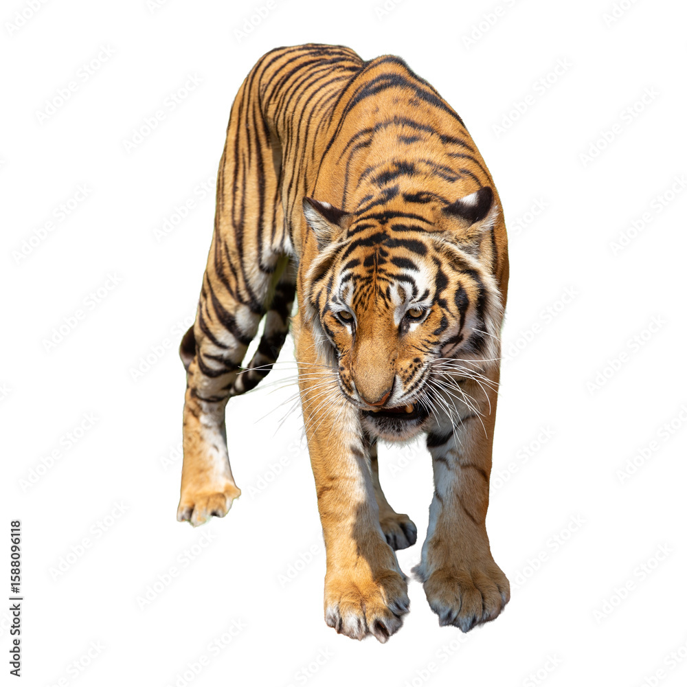 Obraz premium Tiger isolated on white background with clipping path, front view.