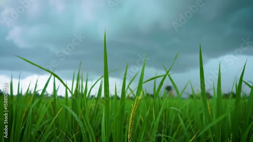 Lush green rice paddy under a stormy sky