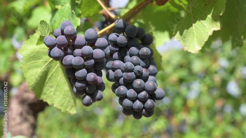 Wallpaper Mural Blue grapes, Pinot Noir wine growing on vine, vineyard in Trier, Moselle Valley, Germany, landscape and agriculture, rhineland palatine Torontodigital.ca