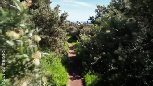 Lush path through trees