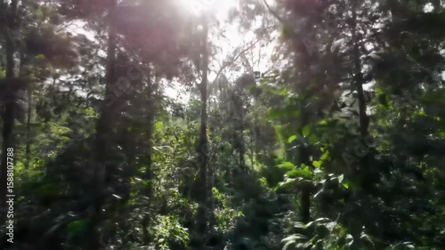 Lush tropical forest sunlight