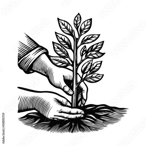 Planting sapling drawing shows human hands carefully planting young tree in soil. Planting sapling drawing shows an environmental theme, depicting nature conservation and growth.
