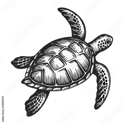 Turtle swimming, depicted in a hand-drawn engraving, showing details of its shell and flippers. Turtle swimming through ocean with natural style.