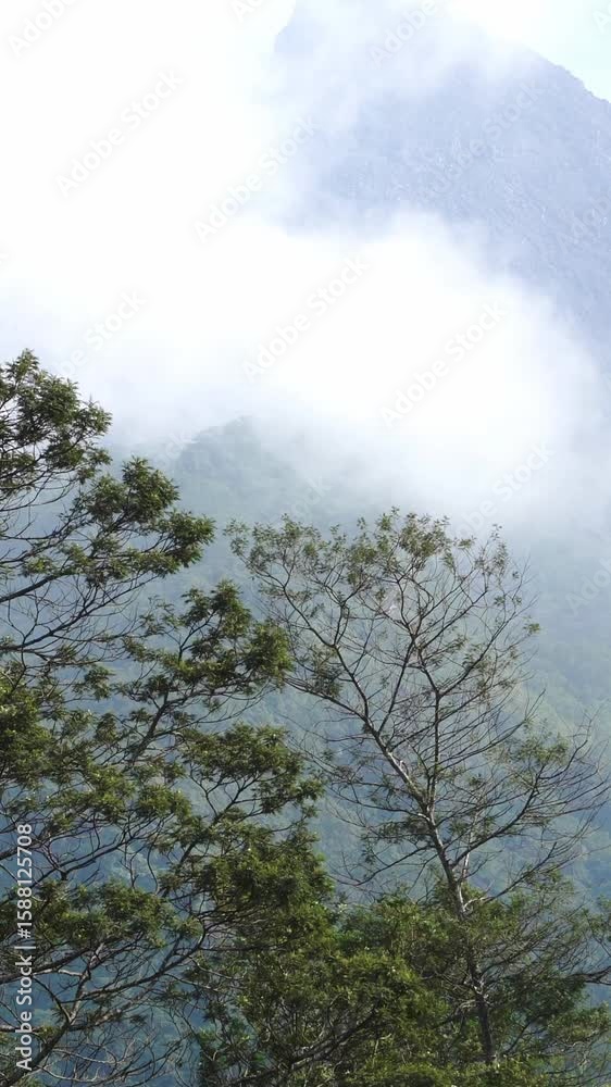 Mist-Covered Trees and Hidden Peaks
