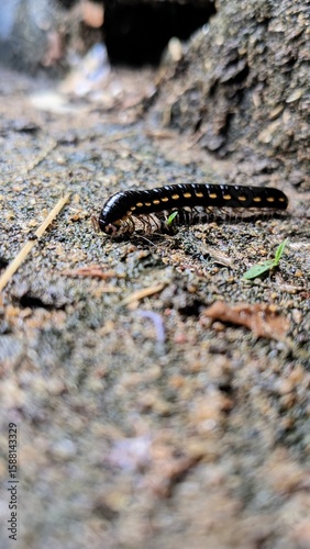 Close-up of a Black Millipede on Forest Ground