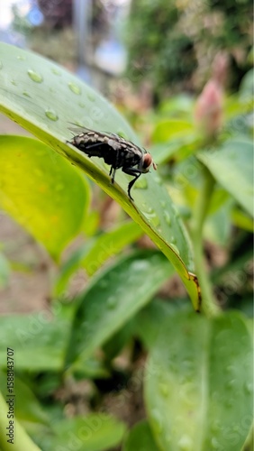 dragonfly on a leaf