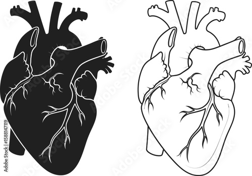 Anatomical hearts illustration showcases human organ in black and white