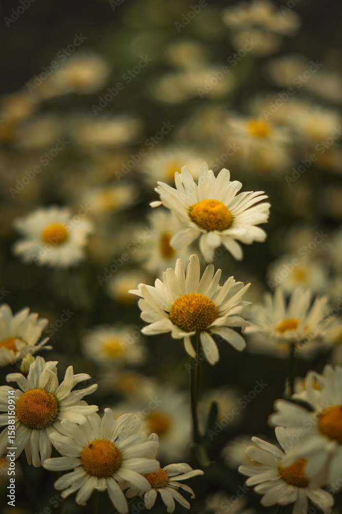 A close-up view of a field filled with white daisy-like flowers with yellow centers. The foreground and background are softly blurred, creating a dreamy and natural garden scene. A close-up view of a field filled with white daisy-like flowers with yellow centers. The foreground and background are softly blurred, creating a dreamy and natural garden scene.